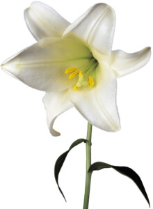 white lily